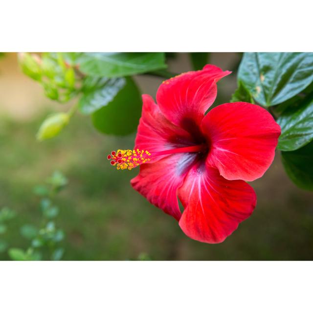 Red Hibiscus Flower on a Green Background in the Tropical Garden by Iurii Garmash - Wrapped Canvas Photograph Pergo Classics Size: 30cm H x 46cm W x 3 on Productcaster.