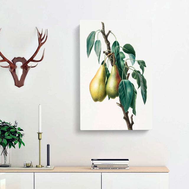 Lemon Pear Tree by Giorgio Gallesio - Wrapped Canvas Graphic Art Print East Urban Home Size: 60cm H x 40cm W x 3cm D on Productcaster.