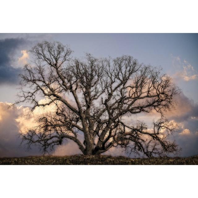 Grand Oak Tree II - Wrapped Canvas Graphic Art Marlow Home Co. Size: 61cm H x 91cm W on Productcaster.