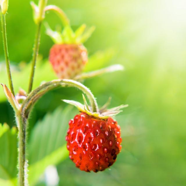 Wild Strawberry by Igorr1 - Wrapped Canvas Photograph 17 Stories Size: 91cm H x 91cm W on Productcaster.