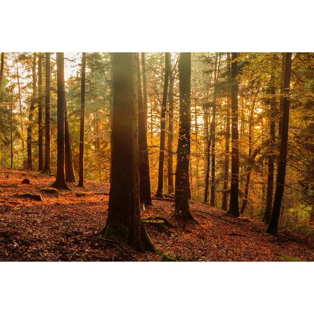 Black Forest - Wrapped Canvas Photograph Union Rustic Size: 81cm H x 122cm W x 3.8cm D on Productcaster.