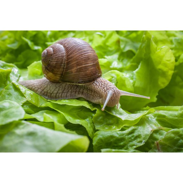 Helix Pomatia, Burgundy Snail - Wrapped Canvas Photograph Ebern Designs Size: 20cm H x 30cm W x 3.8cm D on Productcaster.