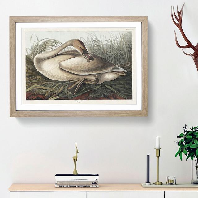 A Trumpeter Swan by John Audubon - Picture Frame Painting Print on Paper East Urban Home Size: 45cm H x 63cm W x 2cm D, Frame Option: Oak Framed on Productcaster.