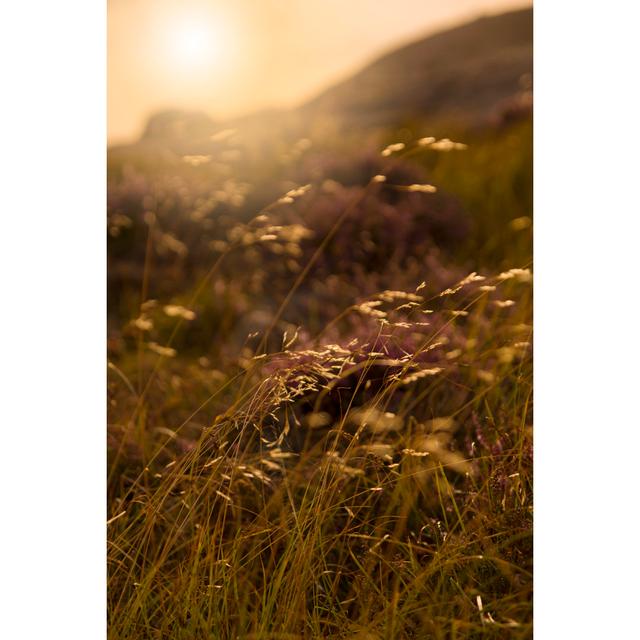 Grass Blades in Sunlight by Emeliemaria - Wrapped Canvas Photograph 17 Stories Size: 76cm H x 51cm W on Productcaster.