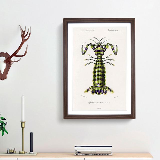 Giant Mantis Shrimp by Charles D'Orbigny - Picture Frame Painting Print East Urban Home Size: 48cm H x 36cm W x 2cm D, Frame Option: Walnut Framed on Productcaster.