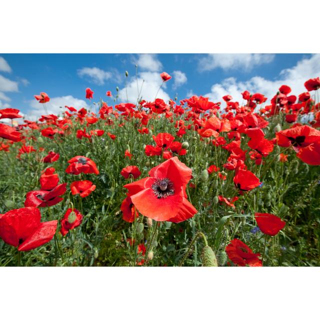 Eatonville Blossoming Poppy Field - Wrapped Canvas Photograph Latitude Run Size: 81cm H x 122cm W x 3.8cm D on Productcaster.