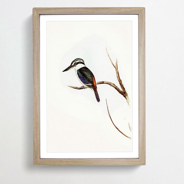 Halcyon Kingfisher by Elizabeth Gould - Picture Frame Painting Print East Urban Home Frame Option: Oak Framed, Size: 48cm H x 36cm W x 2cm D on Productcaster.