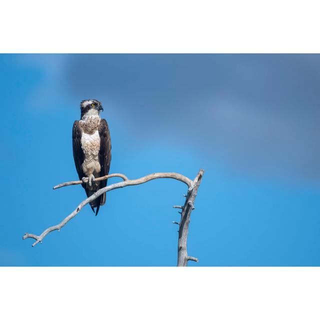 An Osprey On A Branch With Cloudy Skies by Nikpal - No Frame Art Prints on Canvas 17 Stories Size: 81cm H x 122cm W on Productcaster.