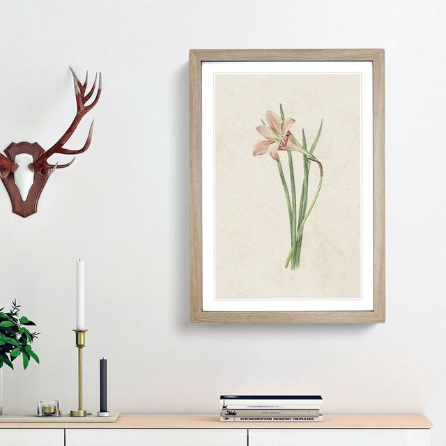 Pink Zephyr Lily Illustration - Picture Frame Painting Print East Urban Home Frame Option: Oak Framed, Size: 48cm H x 36cm W x 2cm D on Productcaster.