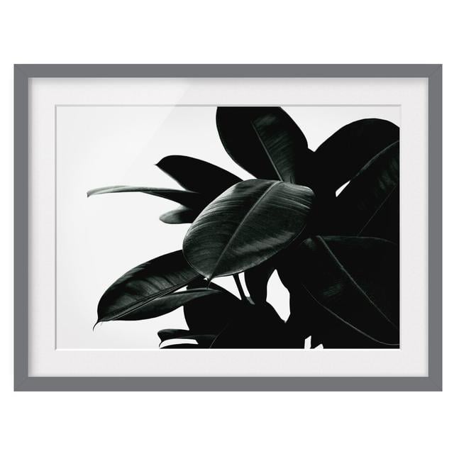 Rubber Tree Leaves Dark Green - Picture Frame Graphic Art Bay Isle Home Size: 40cm H x 55cm W x 2cm D, Frame Option: Grey Framed on Productcaster.