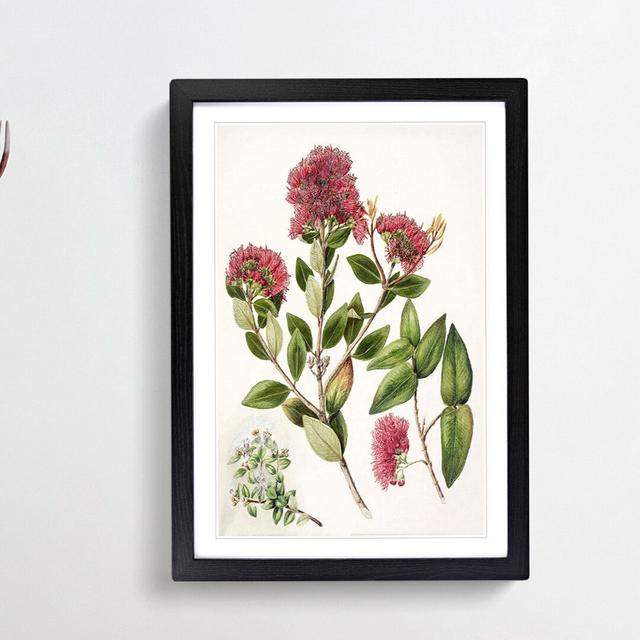 Aka. Rata Flowers by Sarah Featon - Picture Frame Painting Print on Paper East Urban Home Frame Option: Black Framed, Size: 63cm H x 45cm W x 2cm D on Productcaster.