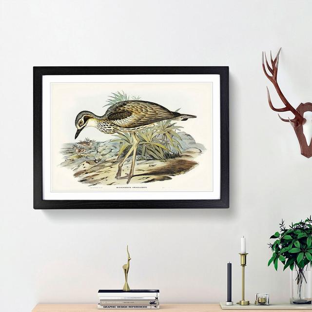 Southern Stone-Plover by Elizabeth Gould - Picture Frame Painting Print East Urban Home Frame Option: Black Framed, Size: 27cm H x 36cm W x 2cm D on Productcaster.