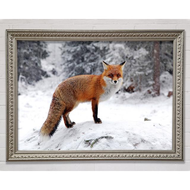 Snow Fox - Single Picture Frame Art Prints Union Rustic Size: 29.7cm H x 42cm W x 3cm D on Productcaster.