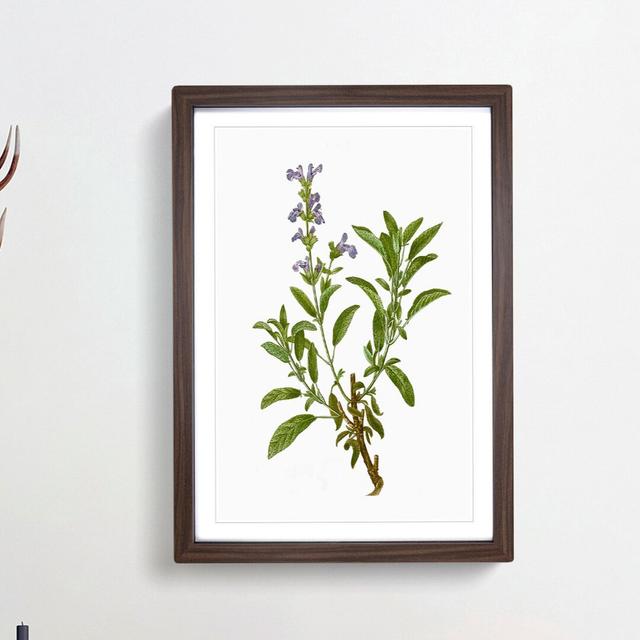 Garden Sage Flowers by Pierre-Joseph Redoute - Picture Frame Painting Print East Urban Home Size: 65cm H x 48cm W x 2cm D, Frame Option: Walnut Framed on Productcaster.