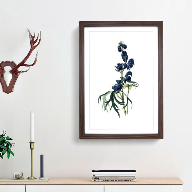 Wolfsbane Flowers Illustration - Picture Frame Painting Print East Urban Home Frame Option: Walnut Framed, Size: 36cm H x 27cm W x 2cm D on Productcaster.