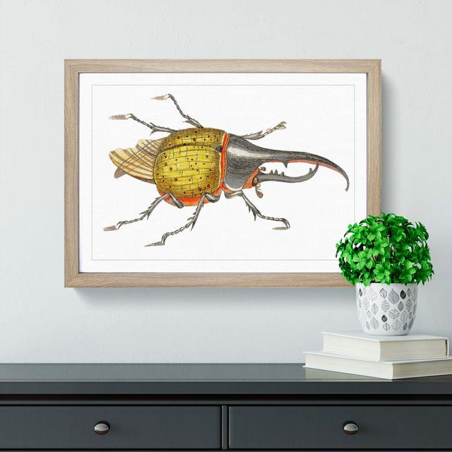 Hercules Beetle by George Shaw - Picture Frame Graphic Art Print East Urban Home Frame Option: Oak Framed, Size: 36cm H x 48cm W x 2cm D on Productcaster.