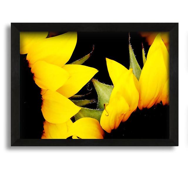 Close-Up of a Yellow Sunflowers - Picture Frame Graphic Art on Canvas Brayden Studio Size: 21cm H x 30cm W x 10cm D on Productcaster.