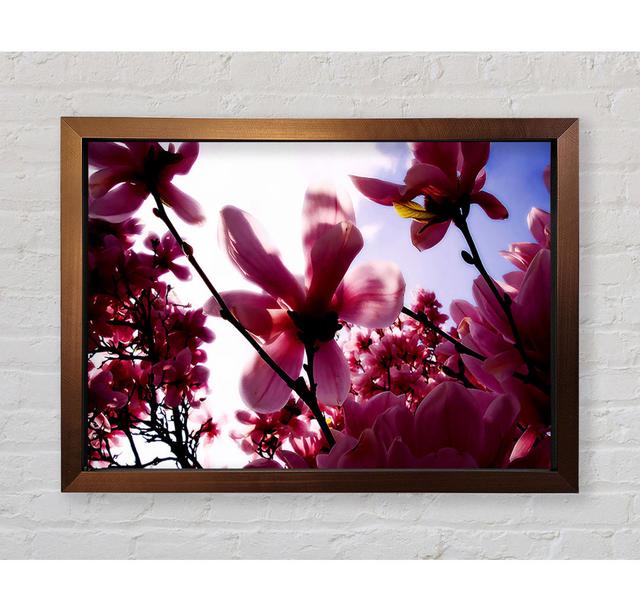 Pink Cherry Blossom In Sunlight - Single Picture Frame Art Prints Bright Star Size: 84.1cm H x 118.9cm W on Productcaster.