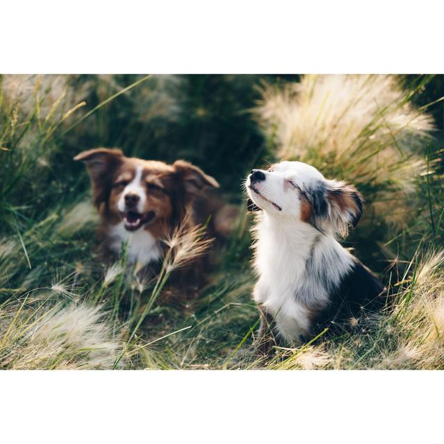 Sunbathing Mini Australian Shepherds by Ktmoffitt - Wrapped Canvas Print 17 Stories Size: 20cm H x 30cm W on Productcaster.