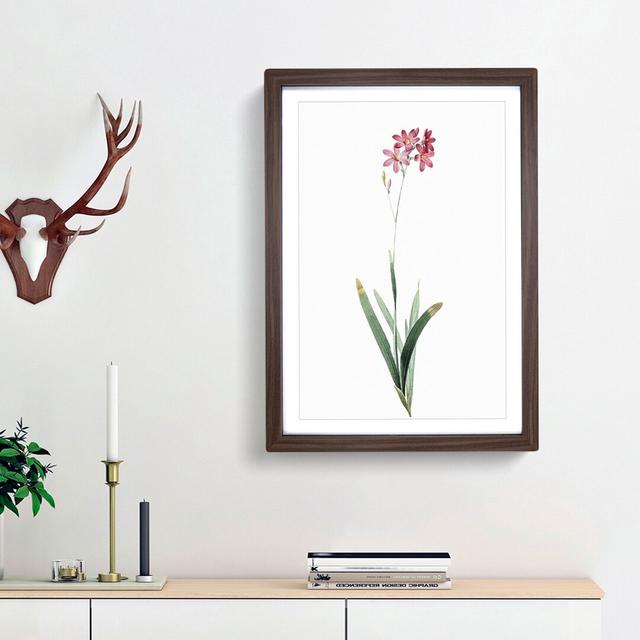 Corn Lily in Pink by Pierre-Joseph Redoute - Picture Frame Painting Print East Urban Home Size: 65cm H x 48cm W x 2cm D, Frame Option: Walnut Framed on Productcaster.