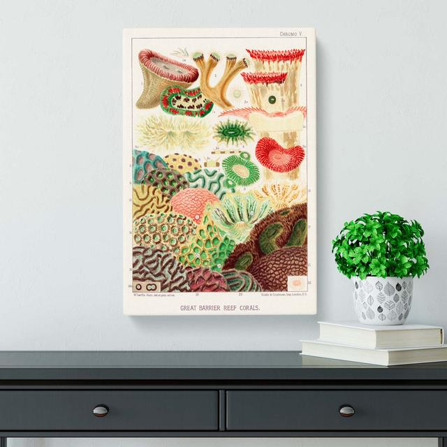 Great Barrier Reef Corals V by W. Saville-Kent - Wrapped Canvas Painting Print East Urban Home Size: 50cm H x 35cm W x 3cm D on Productcaster.