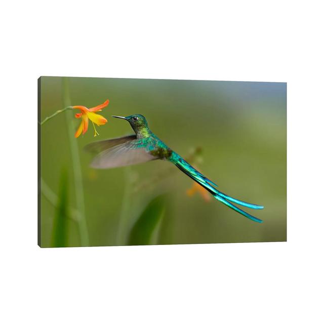 Long-Tailed Sylph Feeding On Flower Nectar, Jurong Bird Park, Singapore by Tim Fitzharris - Wrapped Canvas Print Latitude Run Size: 20.32cm H x 30.48c on Productcaster.