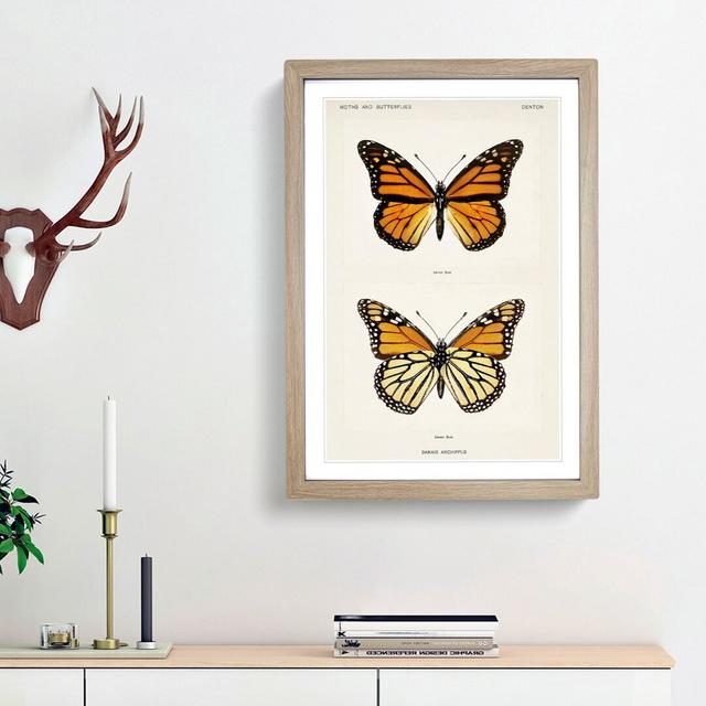 Monarch Butterfly by S.F. Denton - Picture Frame Graphic Art Print on MDF East Urban Home Size: 48cm H x 36cm W x 2cm D, Frame Option: Oak Framed on Productcaster.