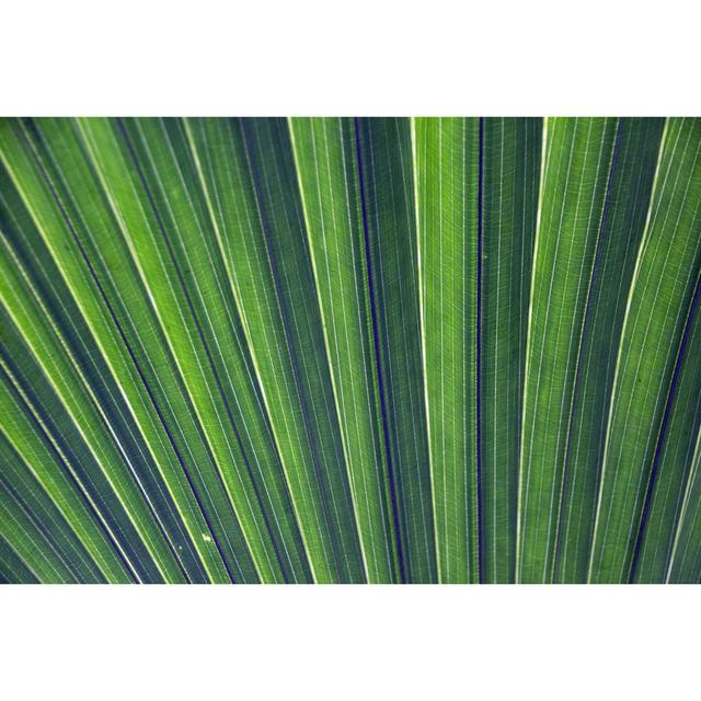 Palm leaves pattern Metro Lane Size: 20cm H x 30cm W on Productcaster.