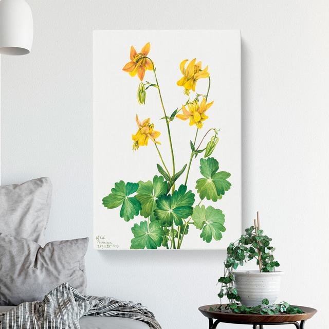 Lemon Columbine by Mary Vaux Walcott - Wrapped Canvas Print East Urban Home Size: 50cm H x 35cm W x 3cm D on Productcaster.