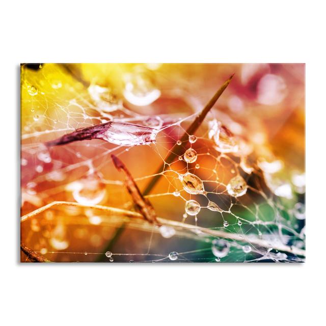 Spider Web With Water Droplets - No Frame Print on Glass Brayden Studio Size: 60cm H x 80cm W x 0.4cm D on Productcaster.