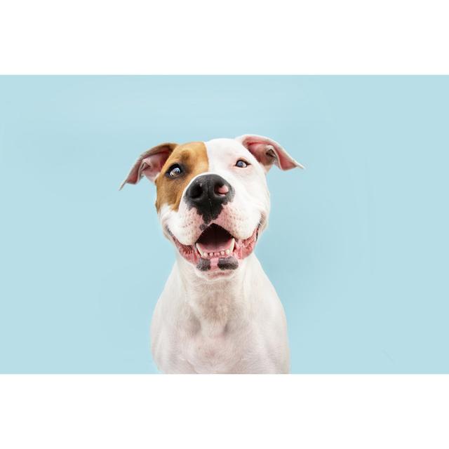 Staffordshire Bull Terrier by Smrm1977 - Wrapped Canvas Print 17 Stories Size: 61cm H x 91cm W on Productcaster.