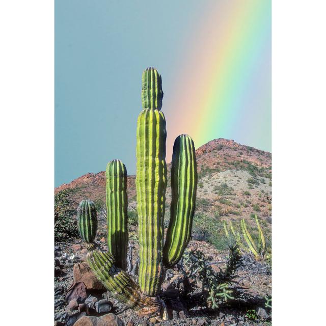 Cardon Rainbow - Wrapped Canvas Art Prints Natur Pur Size: 122cm H x 81cm W x 3.8cm D on Productcaster.