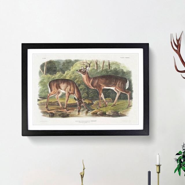 Two Deer's by J.W. Audubon - Picture Frame Painting Print East Urban Home Size: 27cm H x 36cm W x 2cm D, Frame Option: Black Framed on Productcaster.