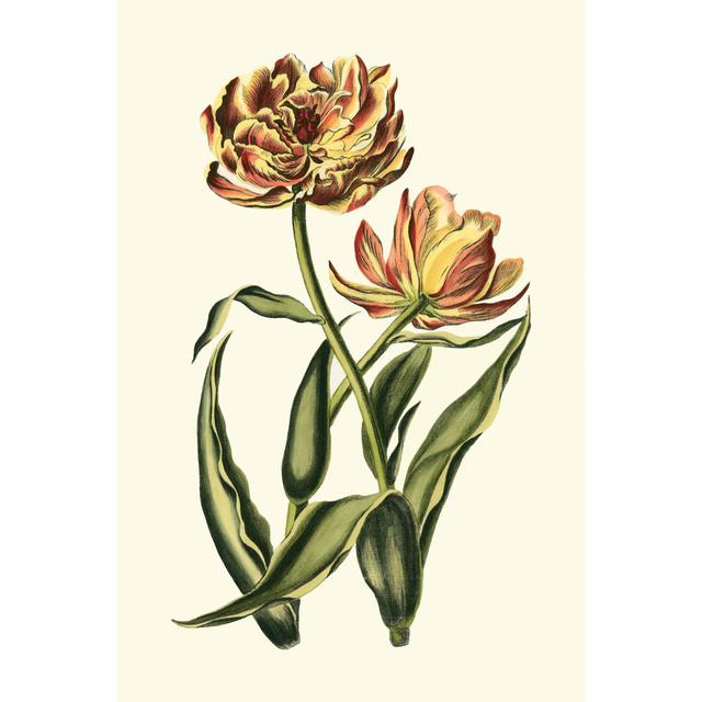 Vintage Tulips IV by Vision Studio - Wrapped Canvas Art Prints Brambly Cottage Size: 122cm H x 81cm W on Productcaster.