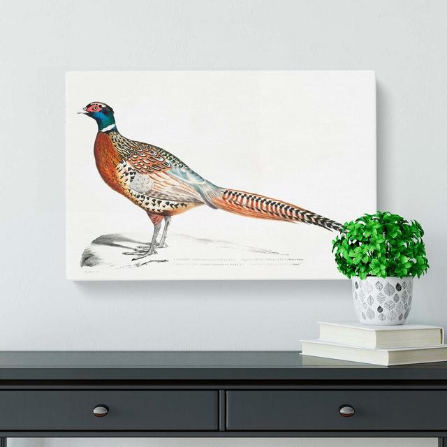 Pheasant Illustrations by John Edward Gray - Wrapped Canvas Print East Urban Home Size: 35cm H x 50cm W x 3cm D on Productcaster.