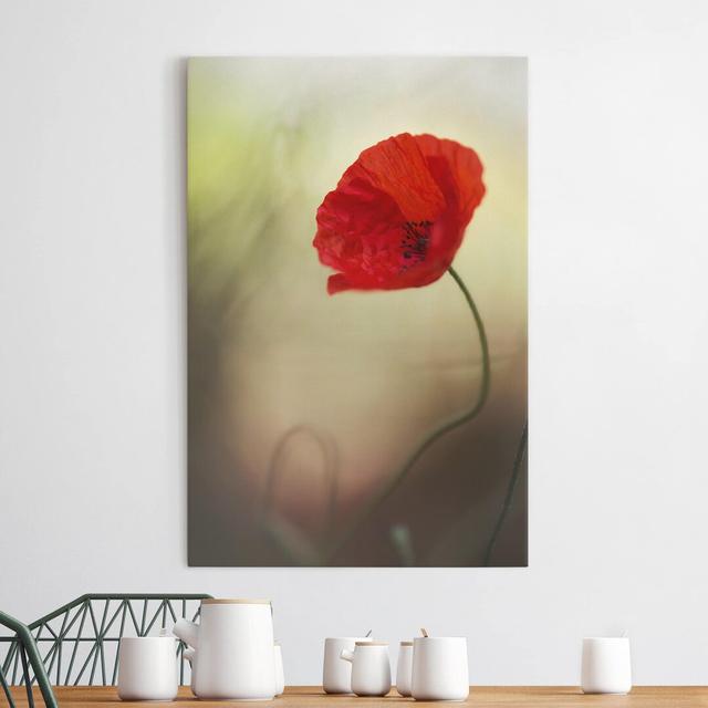 Poppy in the Garden - Wrapped Canvas Photograph Ebern Designs Format: 260g/m² Canvas, Colour: Red, Size: 60cm H x 40cm W on Productcaster.