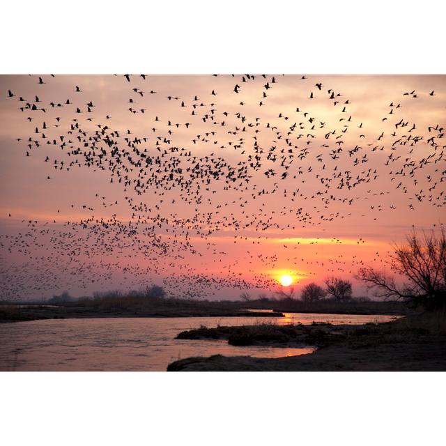 Sandhill Cranes - Wrapped Canvas Photograph 17 Stories Size: 30cm H x 46cm W x 3.8cm D on Productcaster.