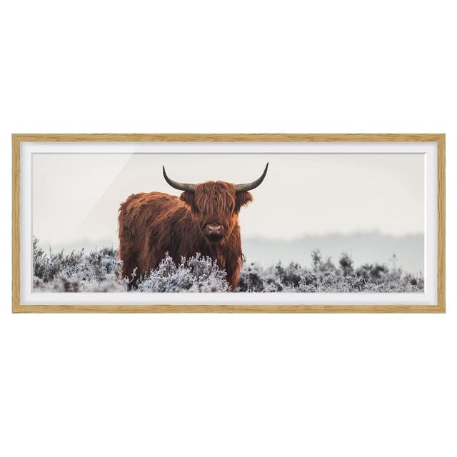 Bison in the Highlands - Picture Frame Photograph Union Rustic Frame Option: Brown Framed, Size: 50cm H x 130cm W x 2cm D on Productcaster.