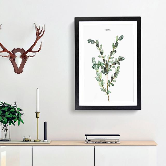 Creeping Willow Flowers by Pierre-Joseph Redoute - Picture Frame Painting Print East Urban Home Frame Option: Black Framed, Size: 36cm H x 27cm W x 2c on Productcaster.