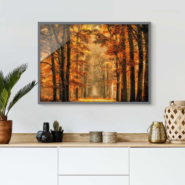 Fairytale Forest in Autumn - Picture Frame Photograph Union Rustic Frame Option: Grey Framed, Size: 70cm H x 100cm W x 2cm D on Productcaster.