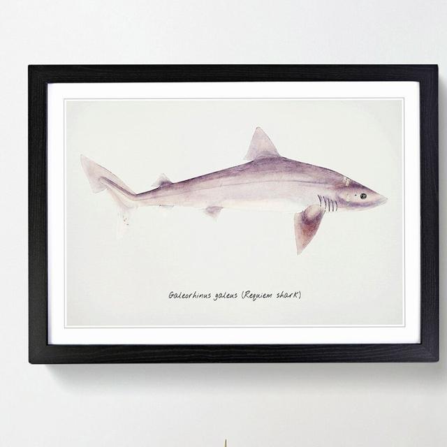 Illustration of a Requiem Shark by F.E. Clarke - Picture Frame Painting Print East Urban Home Frame Option: Black Framed, Size: 27cm H x 36cm W x 2cm on Productcaster.