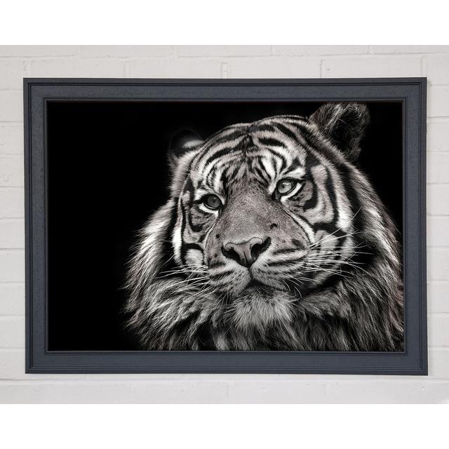 Handsome Black and White Tiger - Single Picture Frame Art Prints Brayden Studio Size: 21cm H x 29.7cm W on Productcaster.