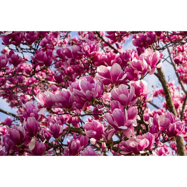 Background Plant Magnolia by Steno_Mar - Wrapped Canvas Photograph 17 Stories Size: 30cm H x 46cm W on Productcaster.