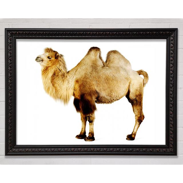 One Hump Or Two - Single Picture Frame Art Prints Bright Star Size: 42cm H x 59.7cm W on Productcaster.