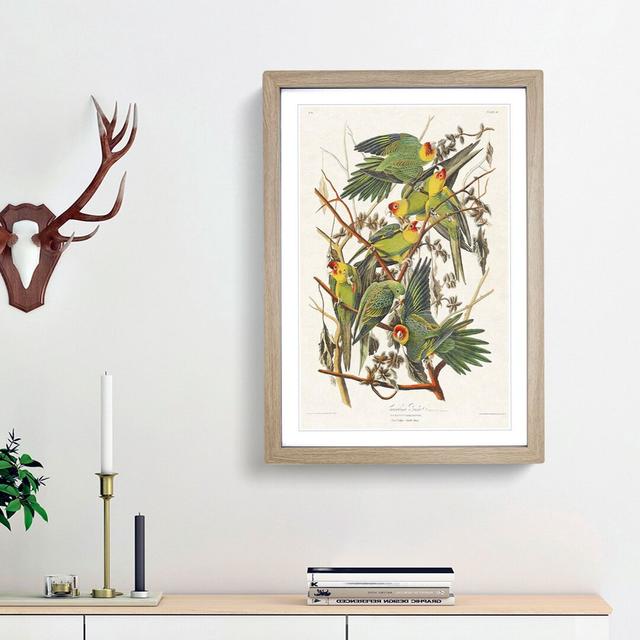 Carolina Parrots by John Audubon - Picture Frame Painting Print East Urban Home Frame Option: Oak Framed, Size: 36cm H x 27cm W x 2cm D on Productcaster.