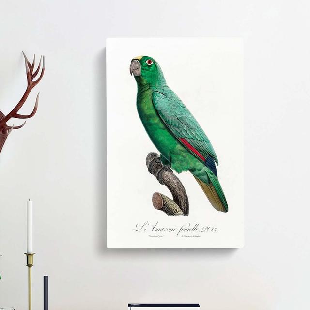 Yellow-Fronted Amazon Parrot by F. Levaillant - Wrapped Canvas Painting Print East Urban Home Size: 50cm H x 35cm W x 3cm D on Productcaster.