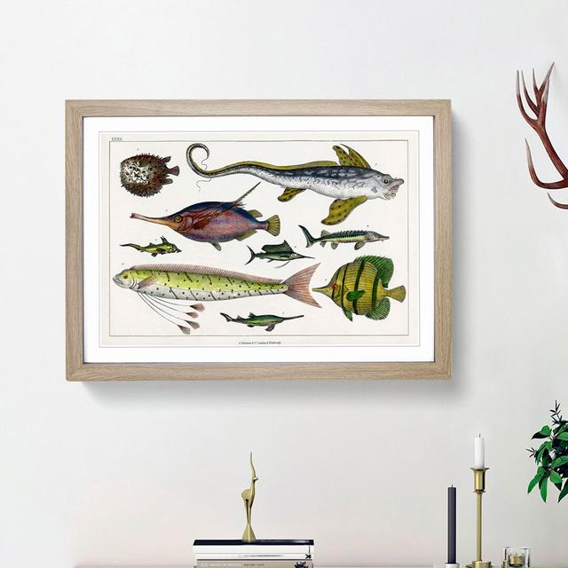 Various Fishes XXXII by Oliver Goldsmith - Picture Frame Painting Print East Urban Home Size: 48cm H x 36cm W x 2cm D, Frame Option: Oak Framed on Productcaster.