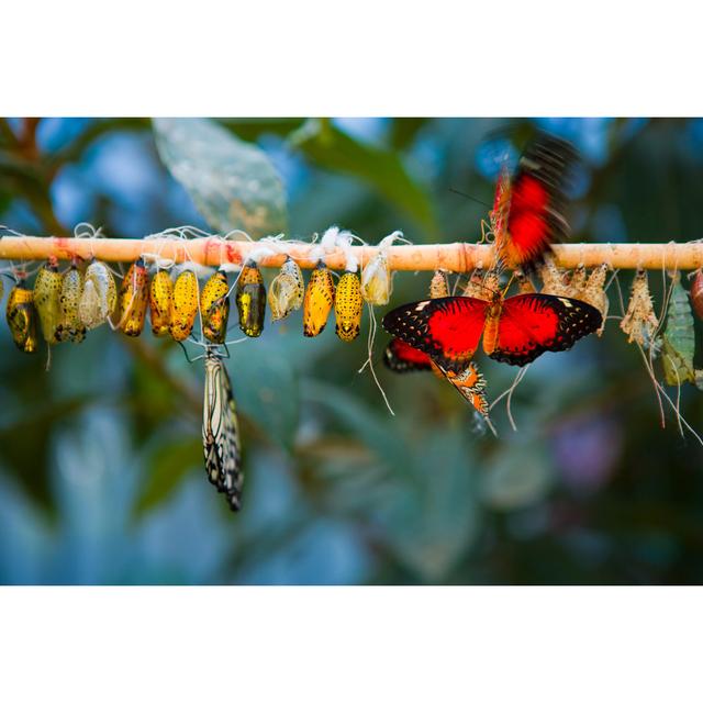 Butterfly Metamorphosis - Wrapped Canvas Photograph 17 Stories Size: 51cm H x 76cm W on Productcaster.