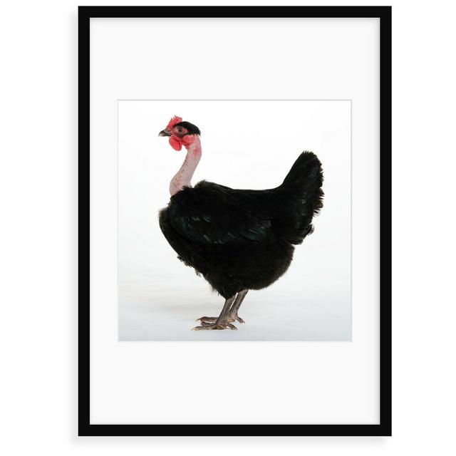 'Transylvanian Naked Neck Hen' Painting Brambly Cottage Size: 40 cm H x 30 cm W x 2.3 cm D, Format: Framed Paper on Productcaster.