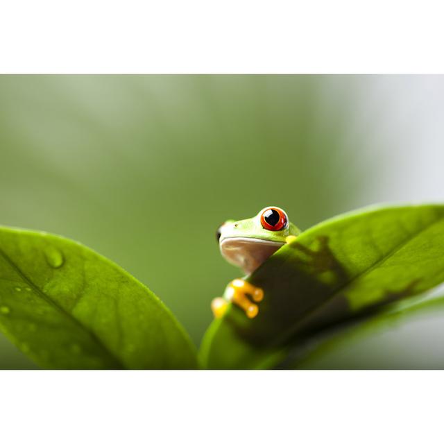 Frog Shadow On Leaf by Mesut Zengin - Wrapped Canvas Photograph Latitude Run Size: 20cm H x 30cm W x 3.8cm D on Productcaster.